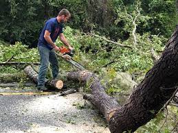 Best Stump Grinding and Removal  in Issaquah, WA